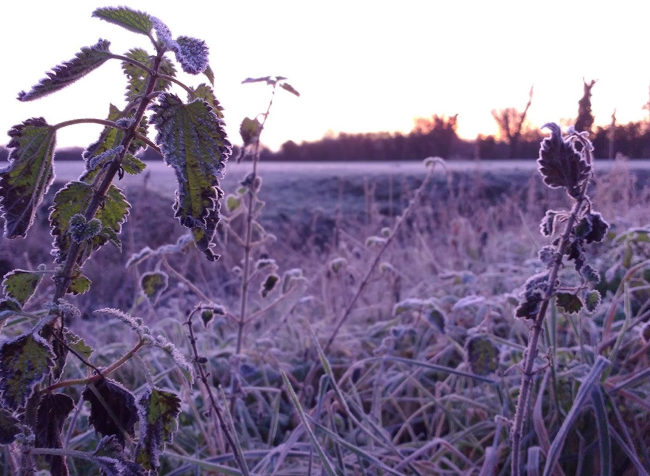 Wintry scene with morning colours of pale purple and orange.