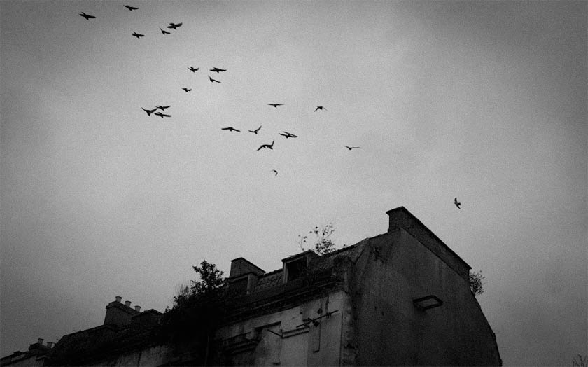 Birds fly above a rooftop.