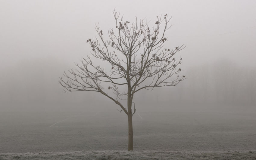 An almost bare tree in a misty park on a council estate.