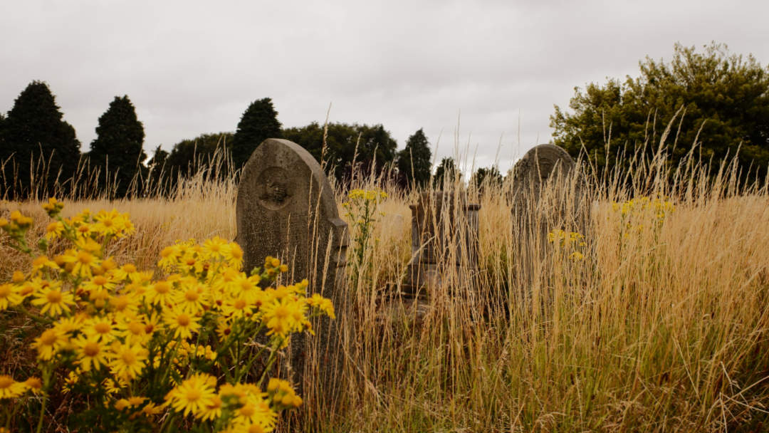 A cemetery with headstones sticking out from tall yellow grass. There are yellow flowers in the foreground.