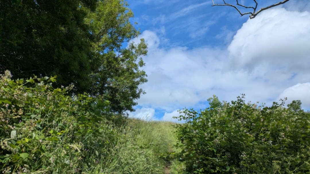A park with lush green trees and a slope covered in grass. It looks quite alpine.